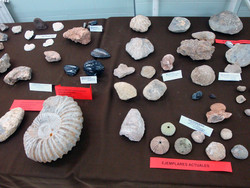 Exposicion Evolucion humana02-IES Los Olivos
